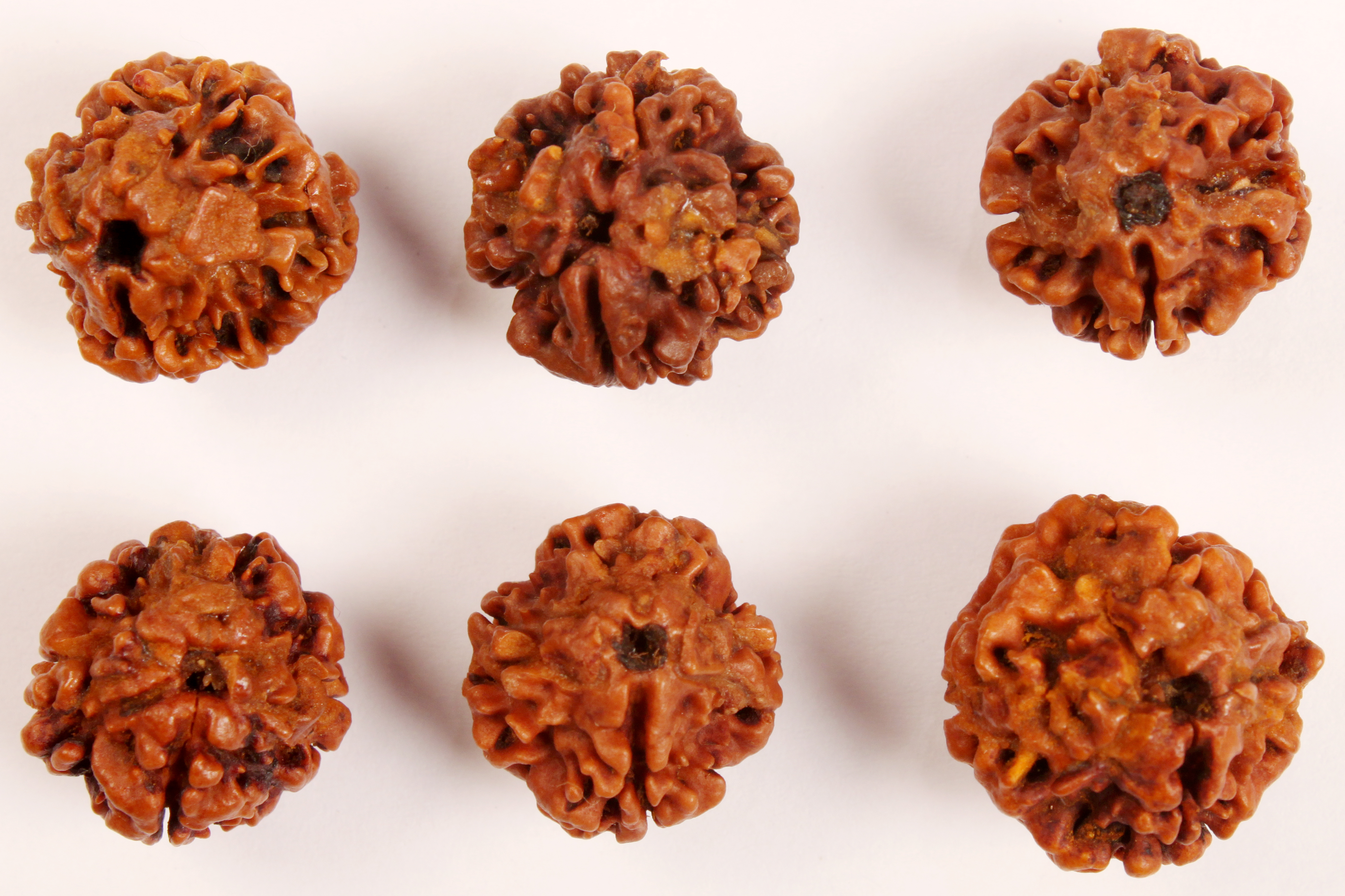 1 Mukhi Rudraksha