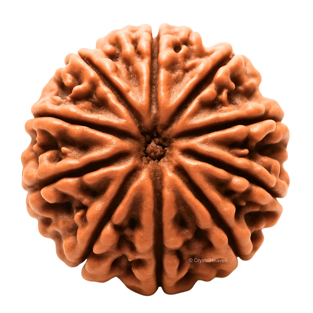 10 Mukhi Rudraksha