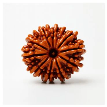 11 Mukhi Rudraksha