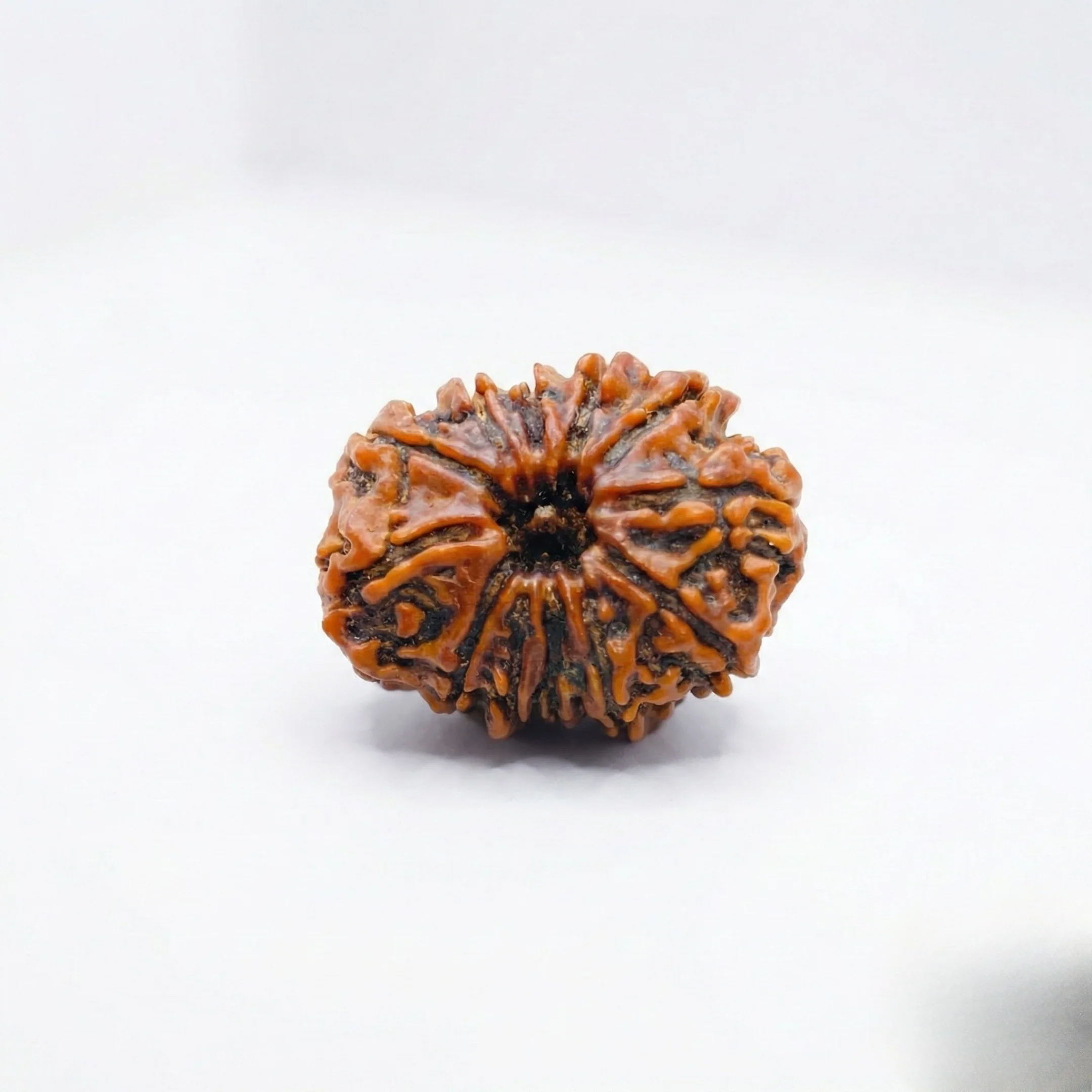 12 Mukhi Rudraksha
