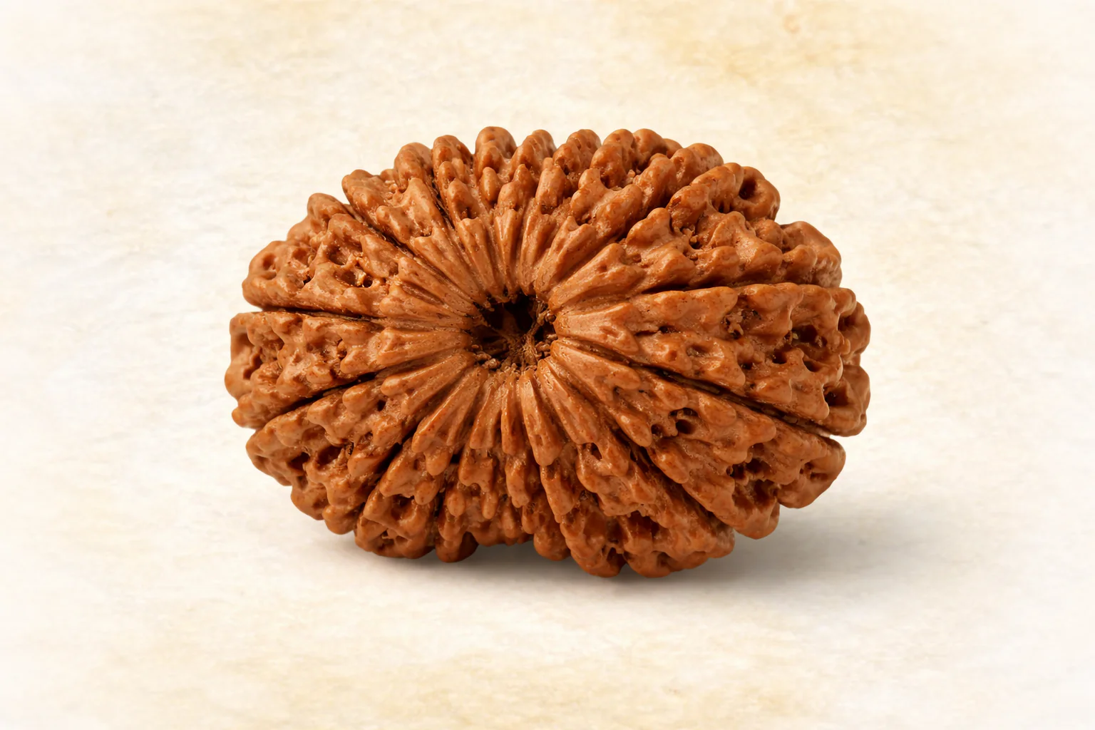 14 Mukhi Rudraksha