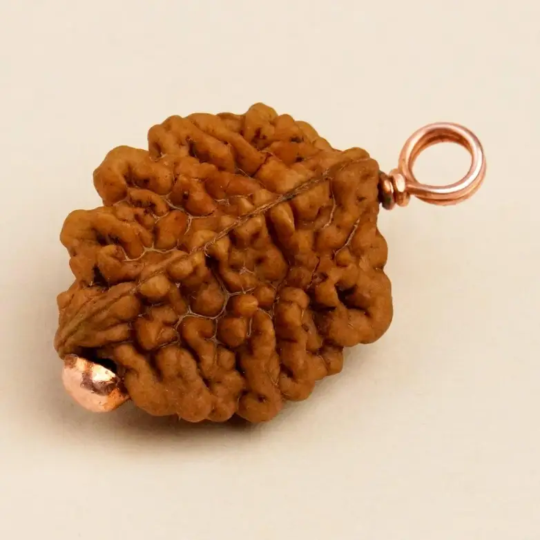 2 Mukhi Rudraksha
