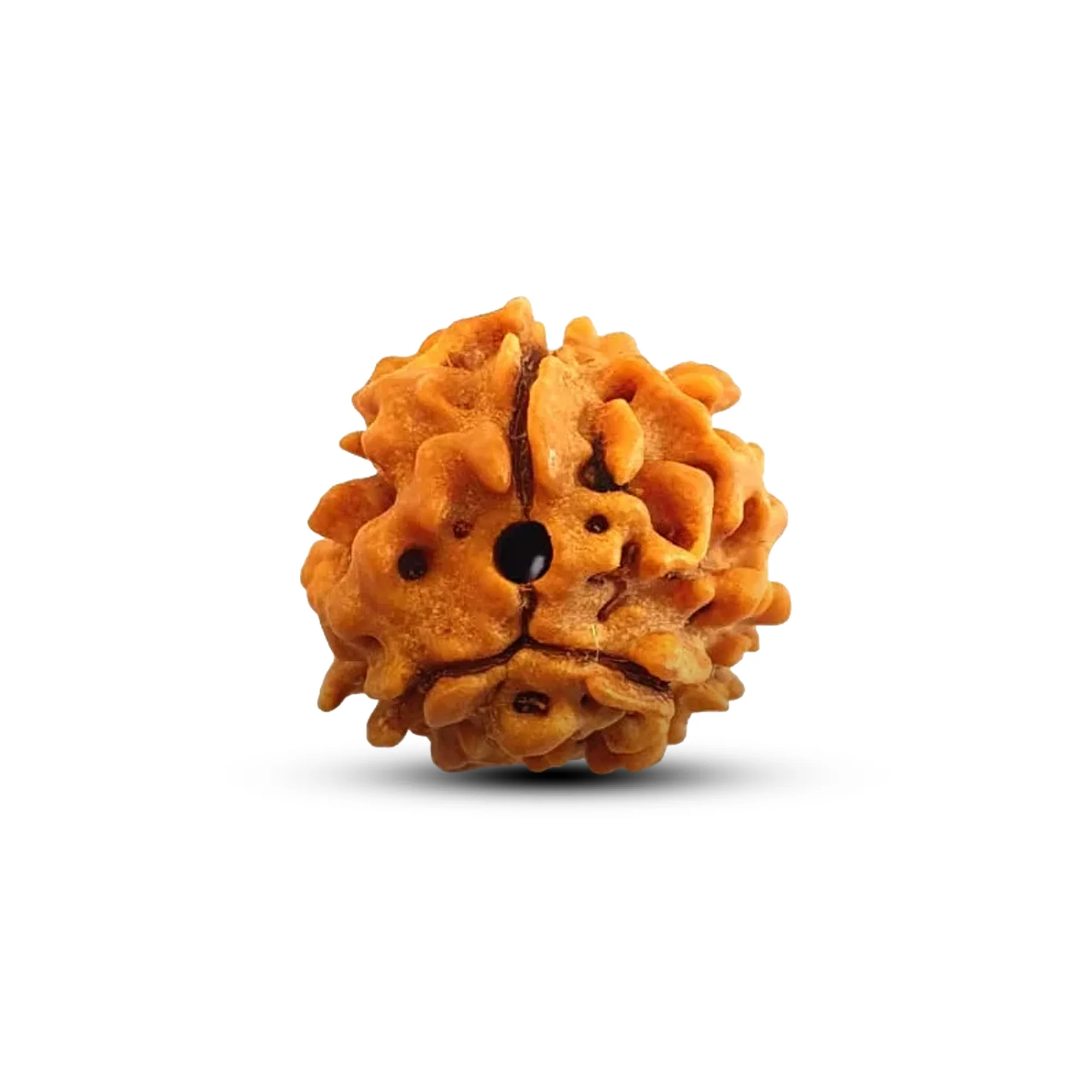 3 Mukhi Rudraksha