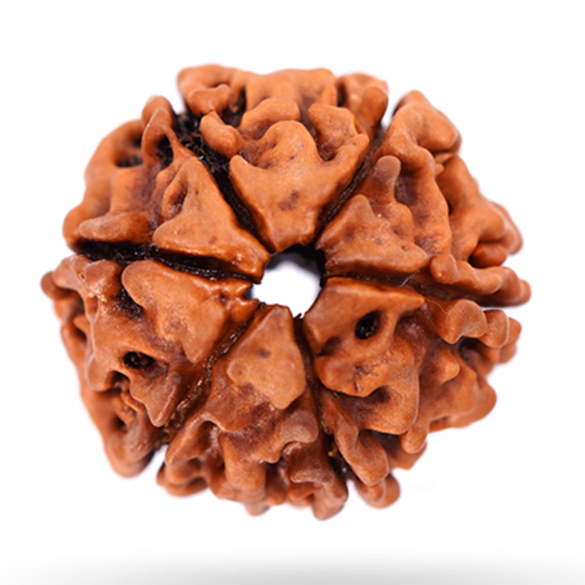 6 Mukhi Rudraksha