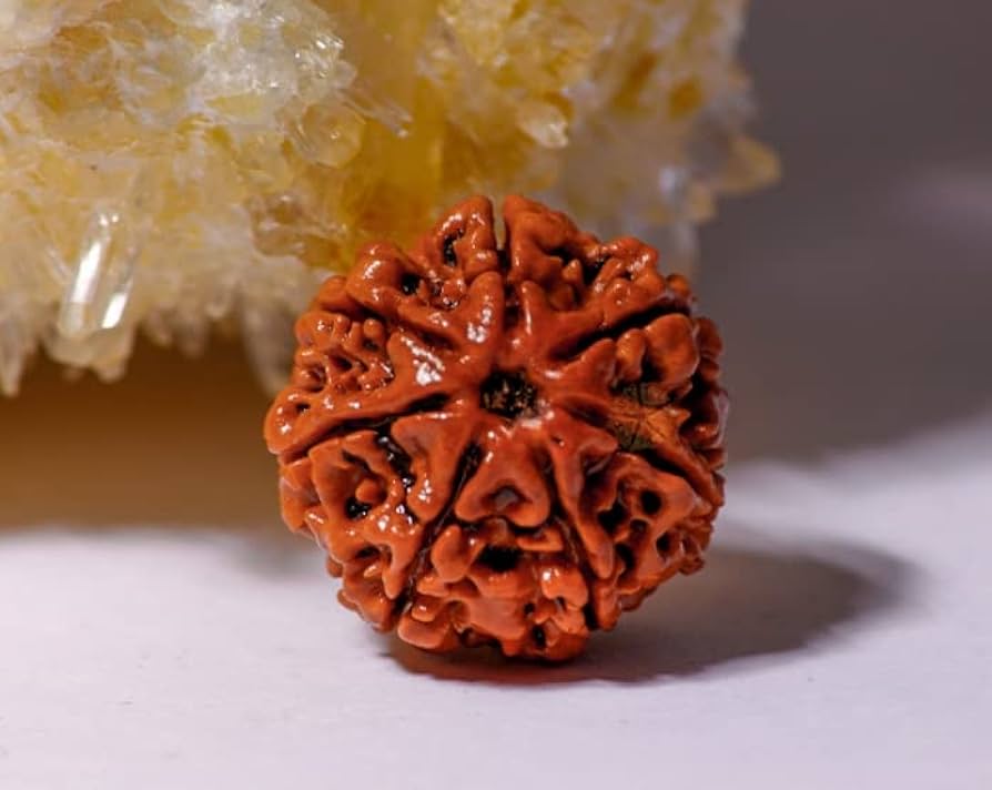 7 Mukhi Rudraksha