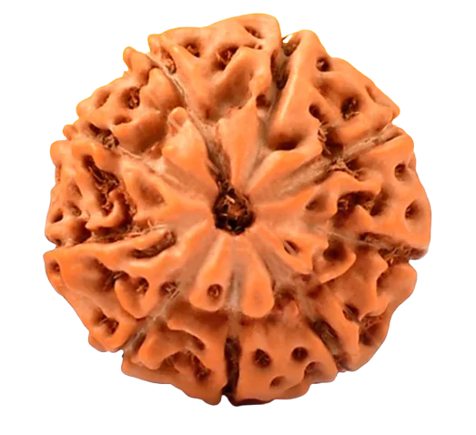 9 Mukhi Rudraksha